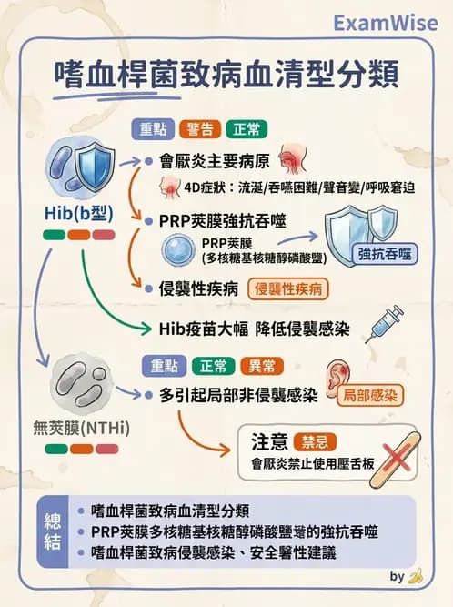 醫檢師 - 奈瑟菌與挑剔性革蘭氏陰性菌 - AI 圖文解析預覽