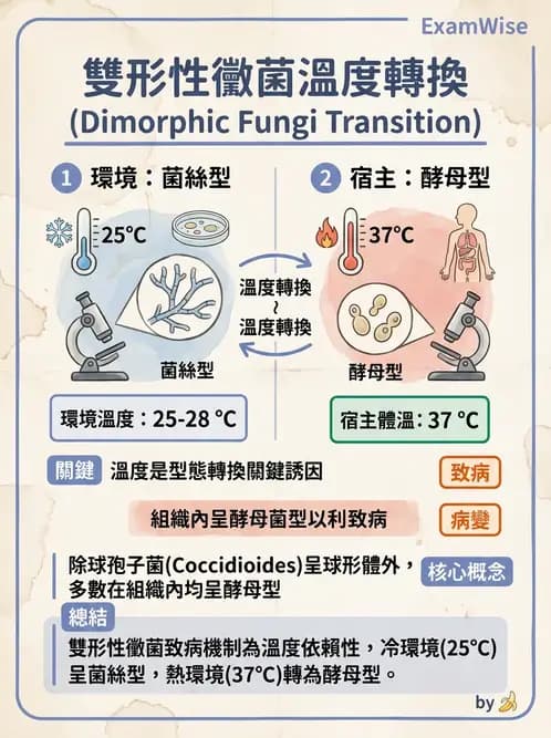 醫檢師 - 系統性與機會性真菌感染 - AI 圖文解析預覽