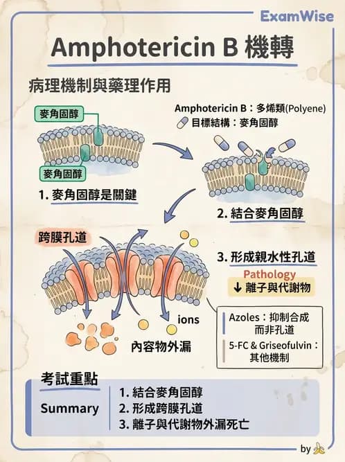 醫檢師 - 真菌診斷與治療 - AI 圖文解析預覽