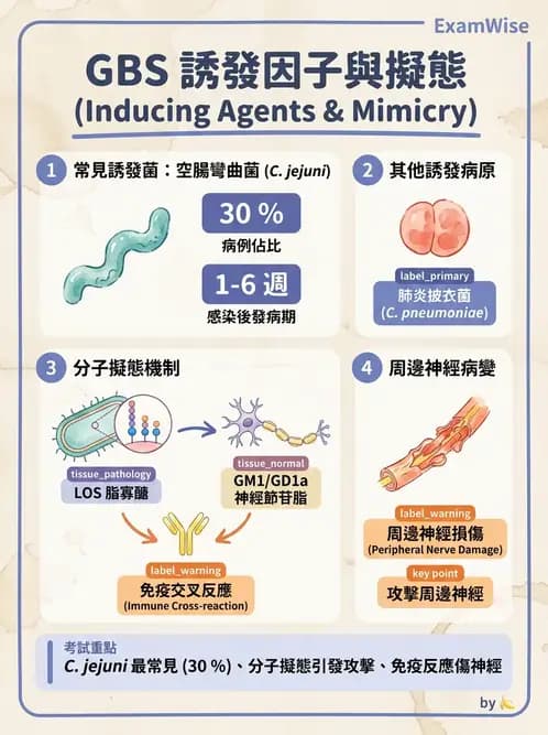 醫檢師 - 弧菌、氣單胞菌與彎曲菌 - AI 圖文解析預覽