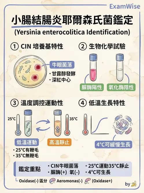 醫檢師 - 其他腸內菌科 - AI 圖文解析預覽