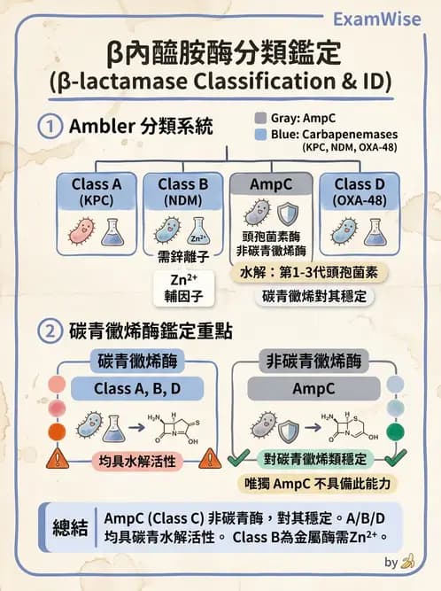 醫檢師 - 抗藥性機制 - AI 圖文解析預覽