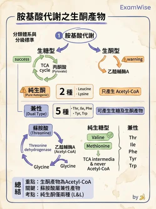 醫檢師 - 胺基酸代謝與先天性疾病 - AI 圖文解析預覽