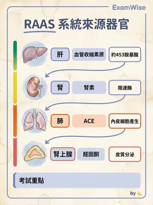 醫檢師 - 電解質與微量元素 - AI 圖文解析預覽