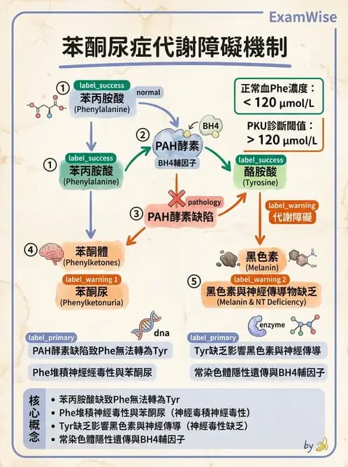 醫檢師 - 胺基酸代謝與先天性疾病 - AI 圖文解析預覽