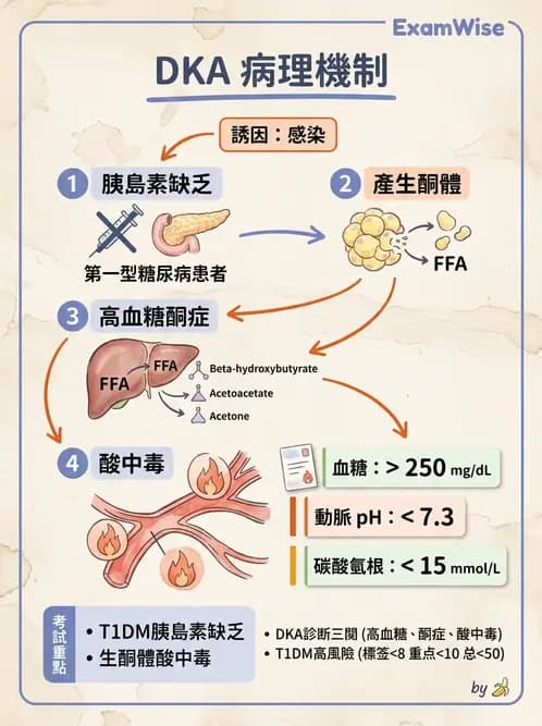 醫檢師 - 脂質代謝與酮體 - AI 圖文解析預覽