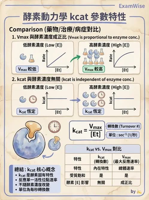 醫檢師 - 臨床酵素學基礎 - AI 圖文解析預覽
