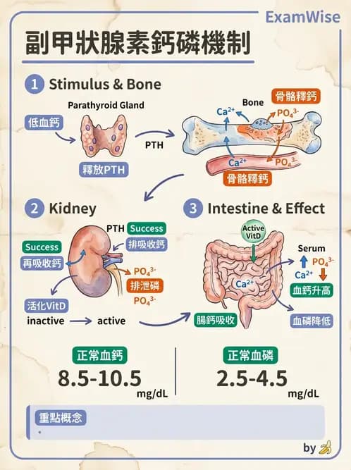 醫檢師 - 電解質與微量元素 - AI 圖文解析預覽