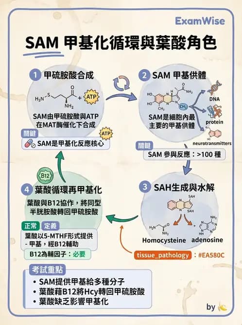 醫檢師 - 胺基酸代謝與先天性疾病 - AI 圖文解析預覽