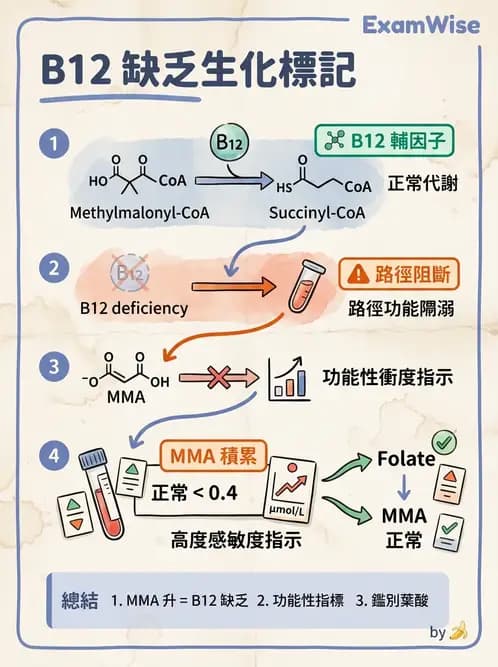 醫檢師 - 維生素 - AI 圖文解析預覽
