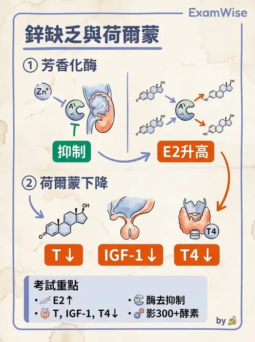 醫檢師 - 電解質與微量元素 - AI 圖文解析預覽