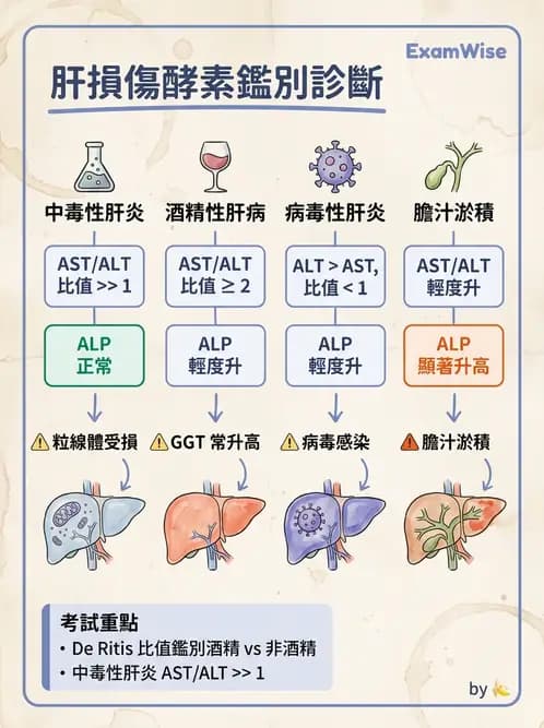醫檢師 - 肝臟機能與胰臟酵素 - AI 圖文解析預覽