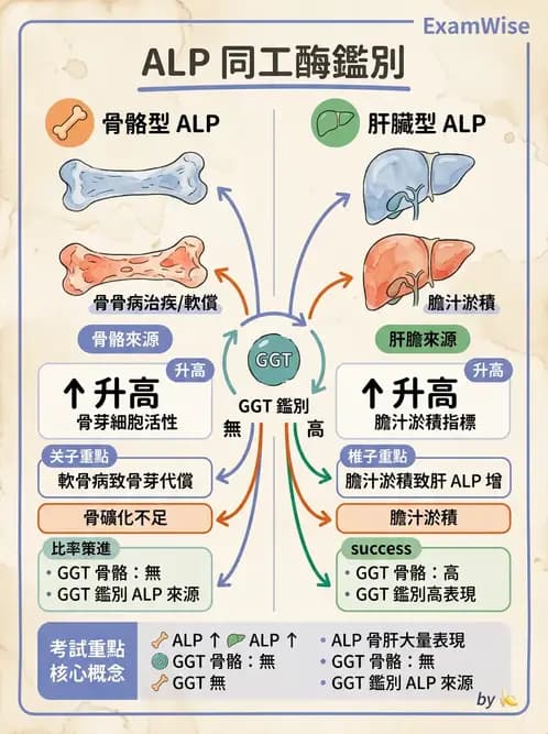 醫檢師 - 肝臟機能與胰臟酵素 - AI 圖文解析預覽