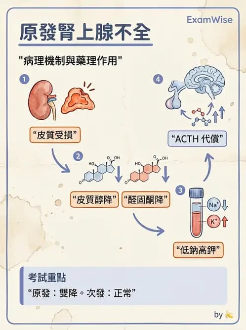 醫檢師 - 腎上腺與生殖內分泌 - AI 圖文解析預覽
