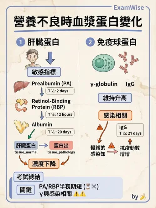 醫檢師 - 血清蛋白與蛋白質檢測 - AI 圖文解析預覽