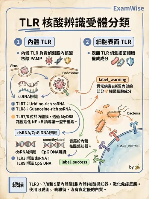 醫檢師 - 先天免疫與補體系統 - AI 圖文解析預覽