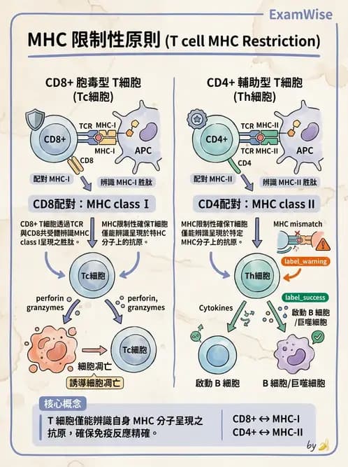 醫檢師 - T細胞發育與功能 - AI 圖文解析預覽