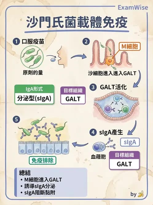 醫檢師 - 腫瘤免疫學免疫療法及疫苗 - AI 圖文解析預覽