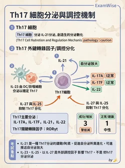 醫檢師 - T細胞發育與功能 - AI 圖文解析預覽