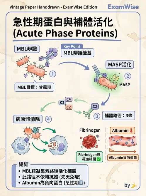 醫檢師 - 急性發炎蛋白與微生物感染血清學 - AI 圖文解析預覽