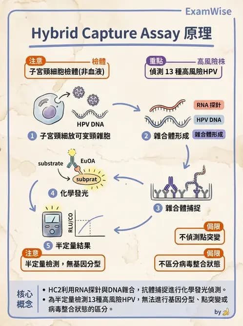 醫檢師 - 人類乳突病毒 - AI 圖文解析預覽