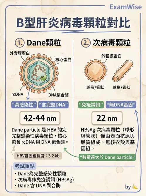 醫檢師 - B型肝炎病毒 - AI 圖文解析預覽