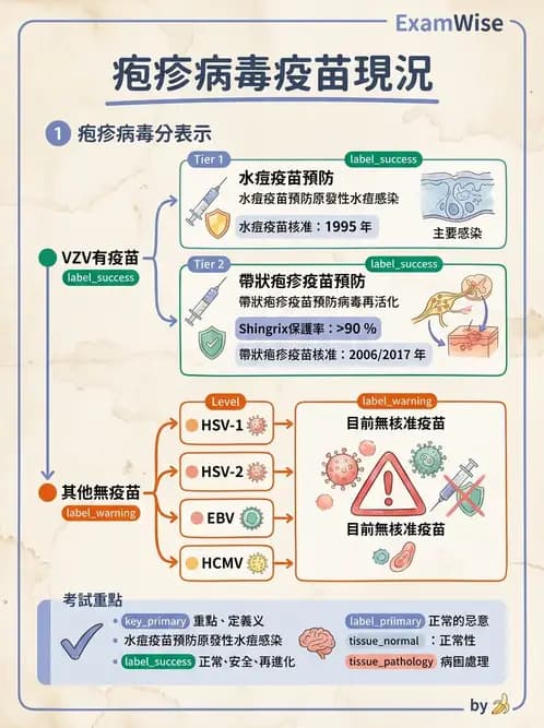 醫檢師 - 疱疹病毒科 - AI 圖文解析預覽