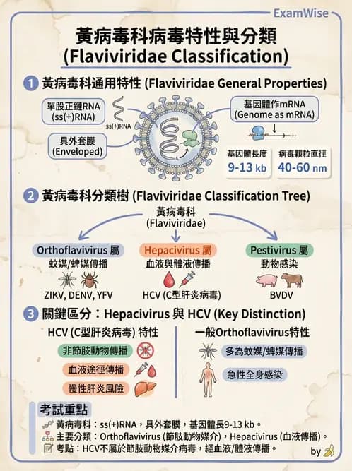 醫檢師 - 黃病毒科與蟲媒病毒 - AI 圖文解析預覽