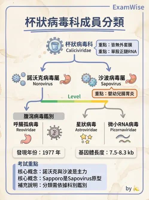 醫檢師 - 其他RNA病毒 - AI 圖文解析預覽