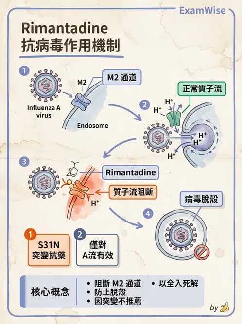 醫檢師 - 正黏液病毒科(流感) - AI 圖文解析預覽