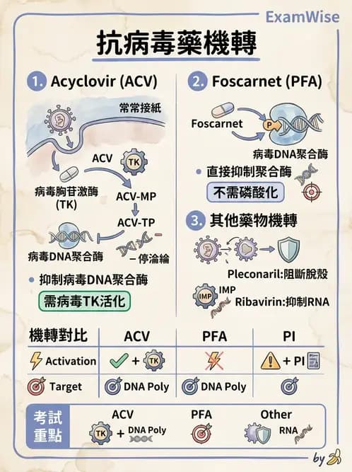 醫檢師 - 抗病毒藥物與疫苗通論 - AI 圖文解析預覽