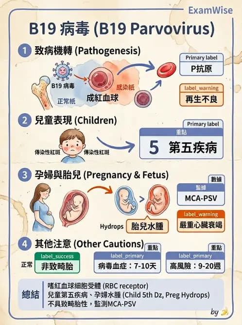 醫檢師 - 細小病毒與多瘤病毒 - AI 圖文解析預覽