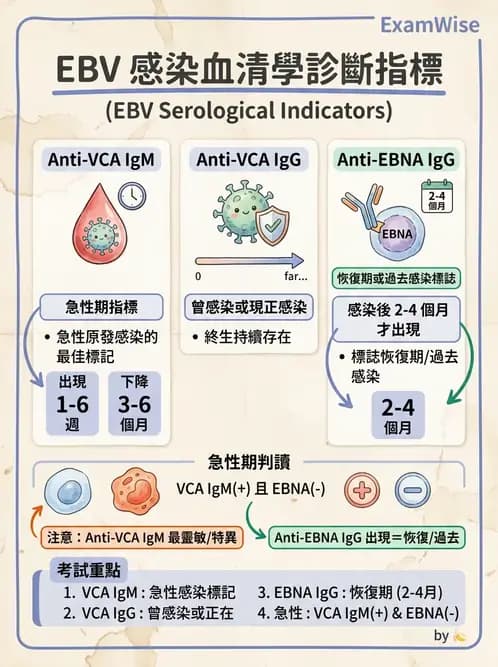 醫檢師 - 疱疹病毒科 - AI 圖文解析預覽