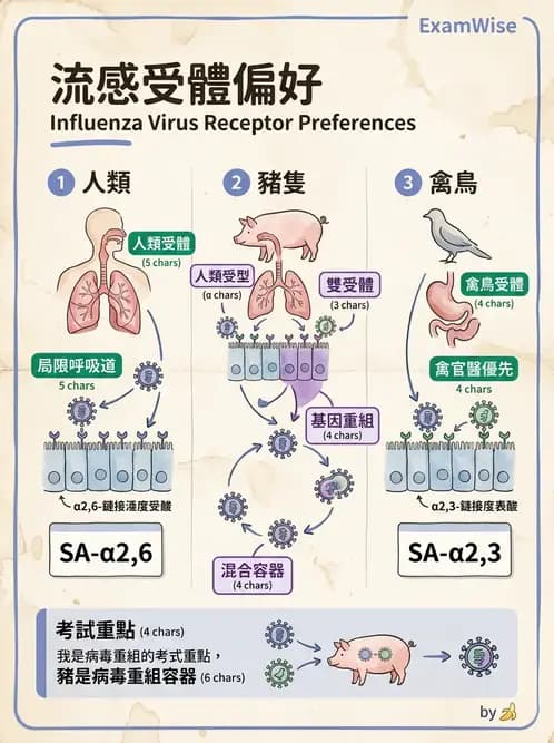 醫檢師 - 正黏液病毒科(流感) - AI 圖文解析預覽