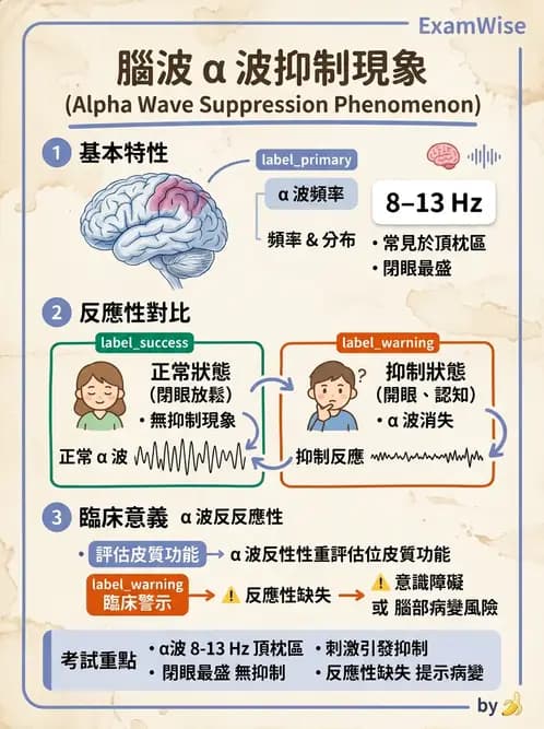 醫檢師 - 腦電圖檢查 - AI 圖文解析預覽