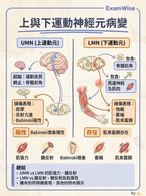 醫檢師 - 神經肌肉與睡眠檢查 - AI 圖文解析預覽