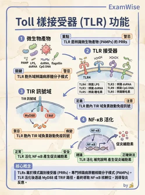 醫檢師 - 細胞傷害、發炎與修復 - AI 圖文解析預覽