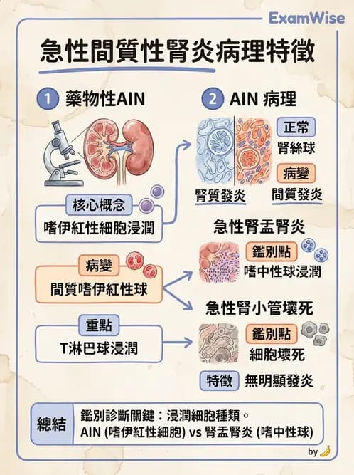 醫檢師 - 腎臟泌尿及男性生殖疾病 - AI 圖文解析預覽