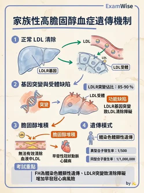 醫檢師 - 遺傳和發育疾病 - AI 圖文解析預覽