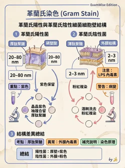 醫檢師 - 感染 - AI 圖文解析預覽