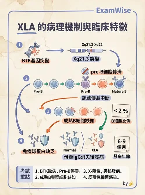 醫檢師 - 免疫疾病 - AI 圖文解析預覽