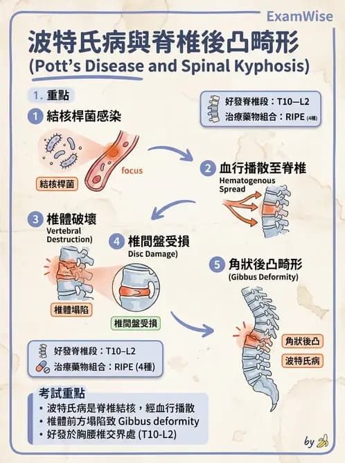 醫檢師 - 骨骼及軟組織疾病 - AI 圖文解析預覽