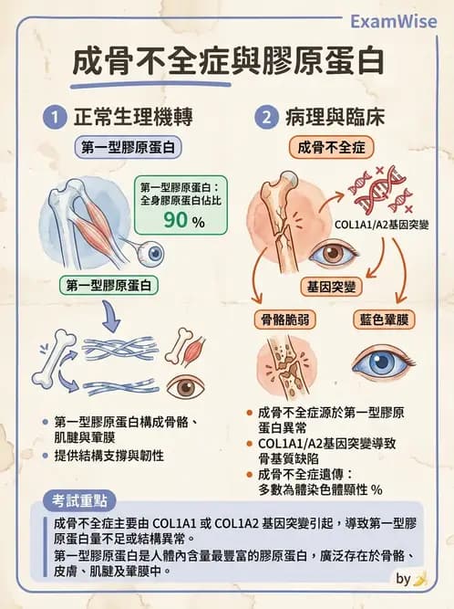 醫檢師 - 骨骼及軟組織疾病 - AI 圖文解析預覽