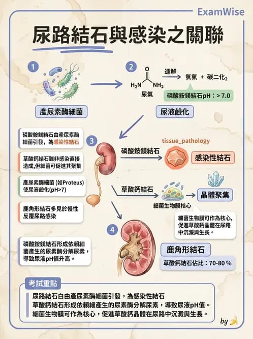 醫檢師 - 腎臟泌尿及男性生殖疾病 - AI 圖文解析預覽