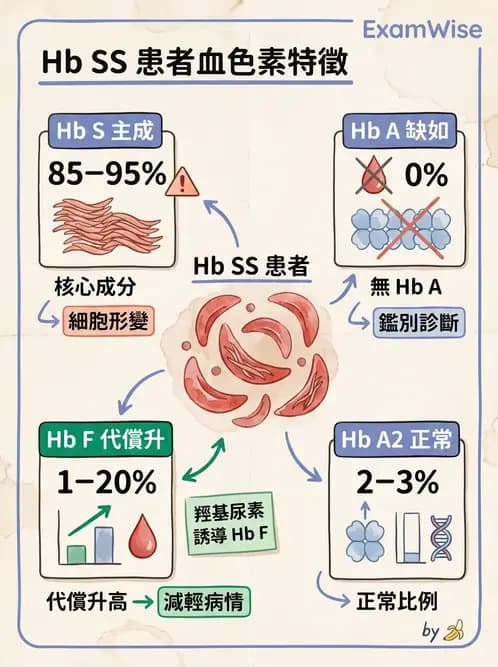 醫檢師 - 溶血性貧血與血色素病變 - AI 圖文解析預覽