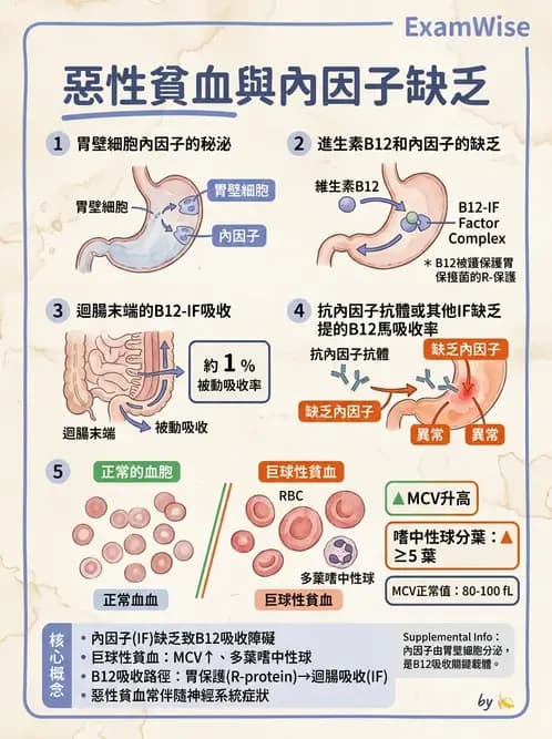 醫檢師 - 貧血診斷與營養缺乏性貧血 - AI 圖文解析預覽