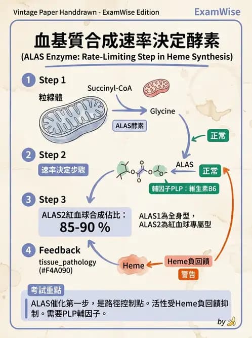 醫檢師 - 紅血球生理與形態 - AI 圖文解析預覽