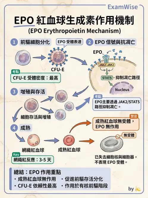 醫檢師 - 紅血球生理與形態 - AI 圖文解析預覽