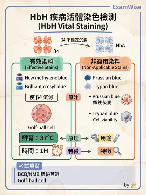 醫檢師 - 溶血性貧血與血色素病變 - AI 圖文解析預覽