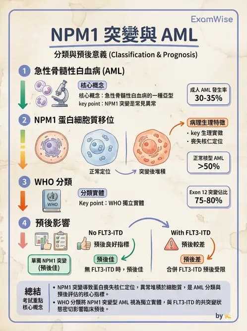 醫檢師 - 急性白血病 - AI 圖文解析預覽